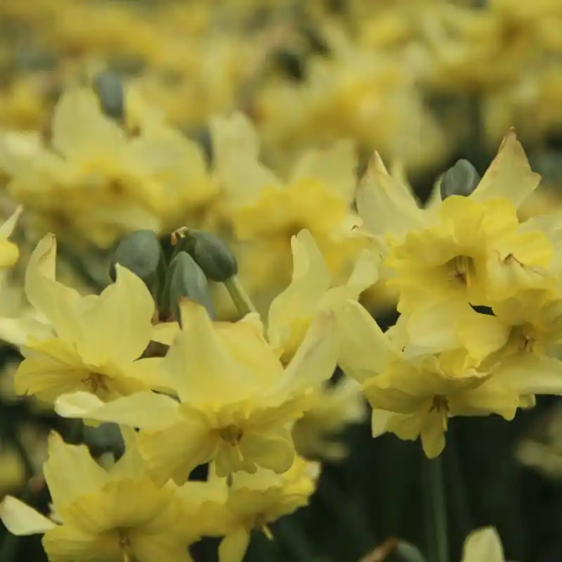 Nu kopen - Narcissus ‘Exotic Mystery‘
