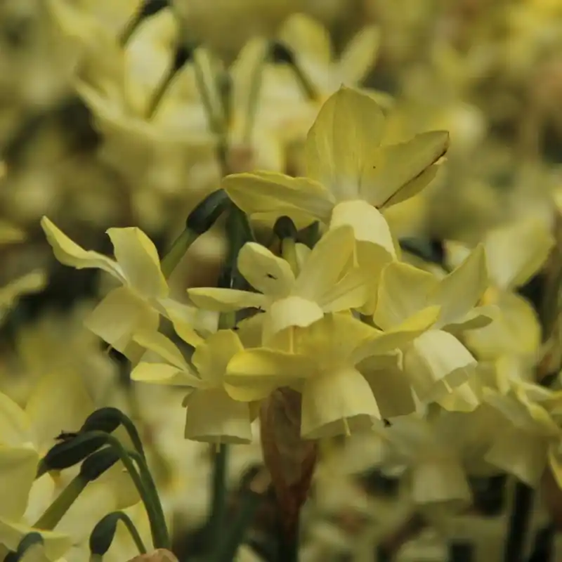 Uitverkoop - Narcissus ‘Moonlight Sensation‘