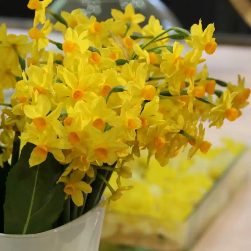 Online bestelbaar - Narcissus ‘Grand Soleil d‘Or‘