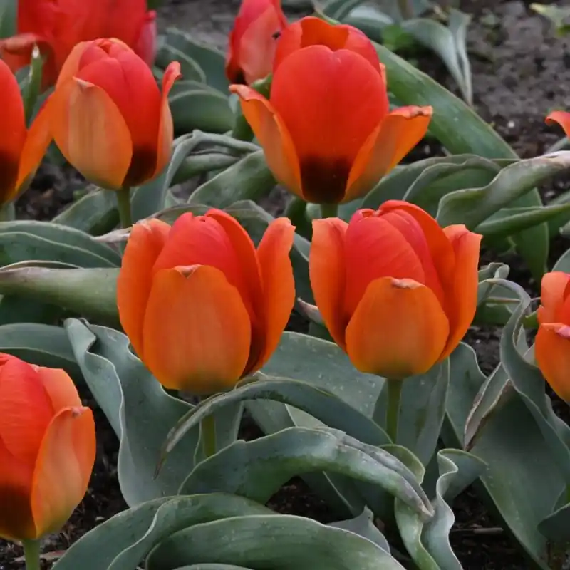 Tulipa albertii | Direct beschikbaar
