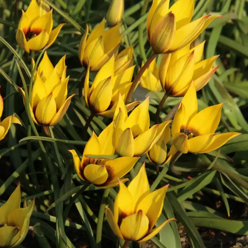 Tulipa aucheriana x hageri -geel- - Populair
