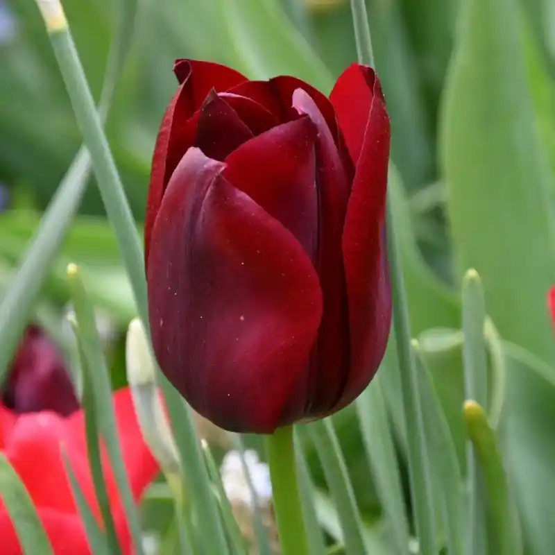 Tulipa ‘National Velvet‘ - Snelle levering