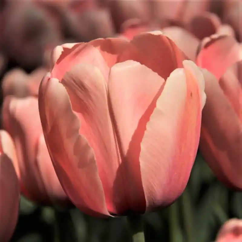 Tulipa ‘Salmon Impression‘ | Nog maar een paar beschikbaar