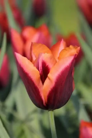 Aanbieding - Tulipa ‘Slawa‘