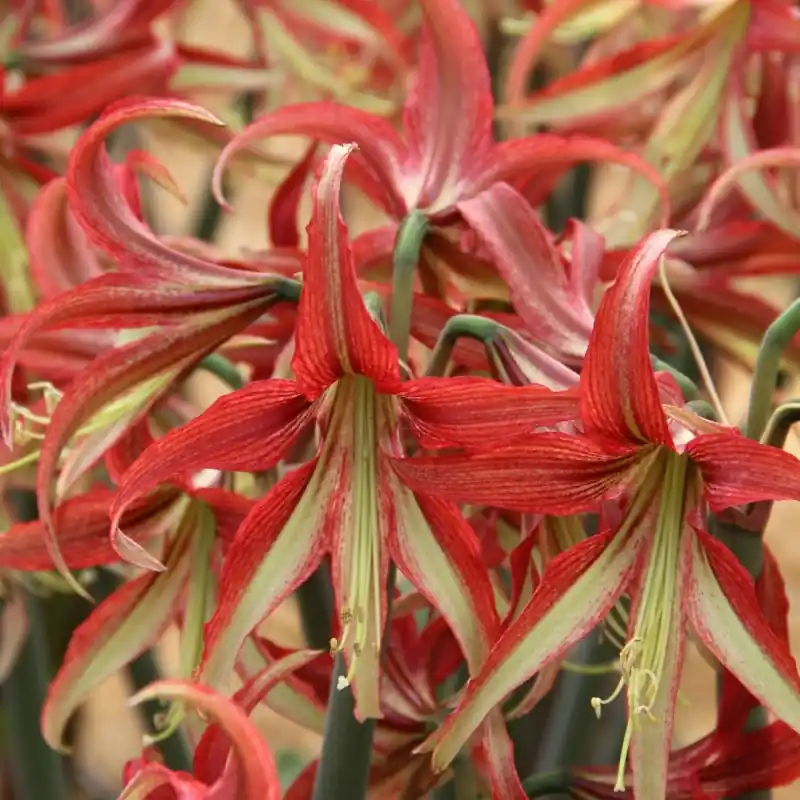Hoge kwaliteit | Hippeastrum ‘La Paz‘