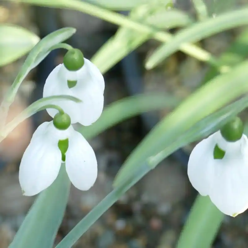 Scherpe prijs | Galanthus ‘Pat Mason‘