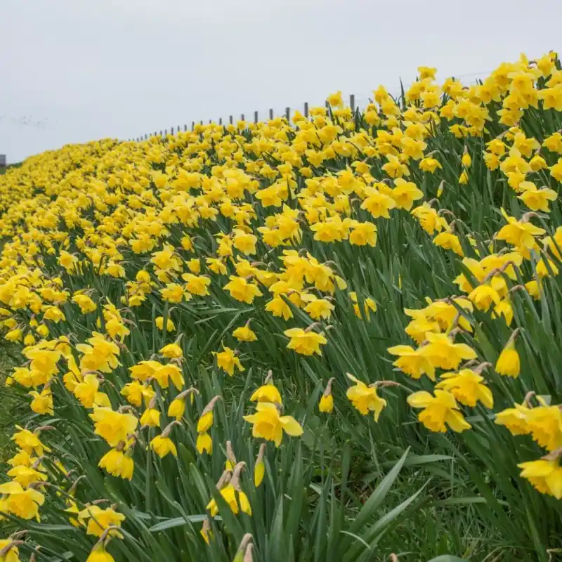 Veilige betaling - Narcissus ‘Carlton‘ -grootverbruik-