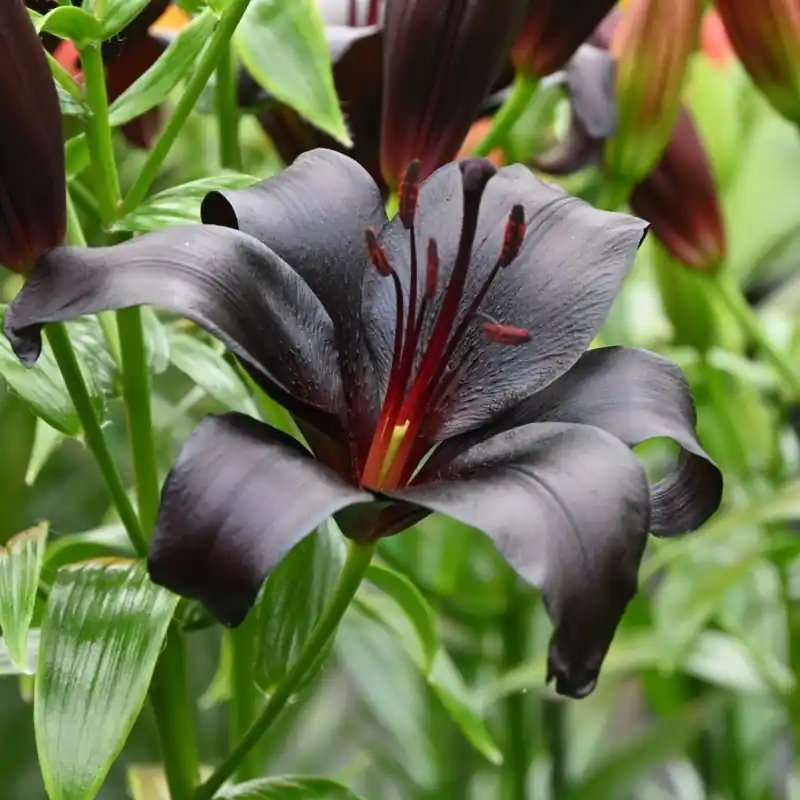 Direct van de fabrikant - Lilium ‘Nightrider‘