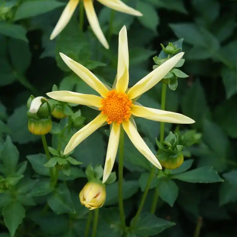 Dahlia ‘Honka‘ - Spoedlevering