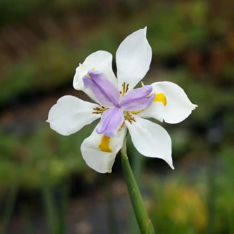 Deal - Dietes grandiflora