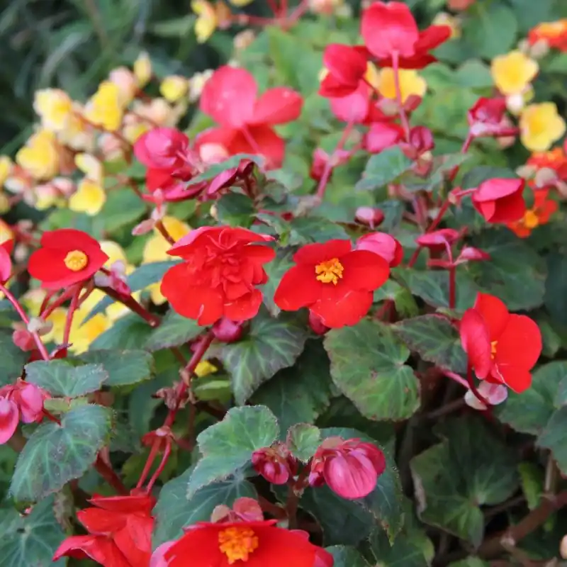 Begonia multiflora ‘Flamboyant‘ - Online bestelbaar