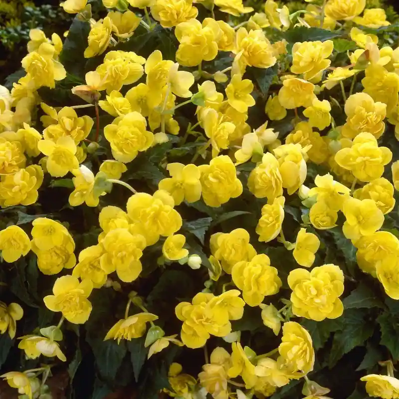 Begonia multiflora ‘Frau Hélène Harms‘ | Bespaar nu
