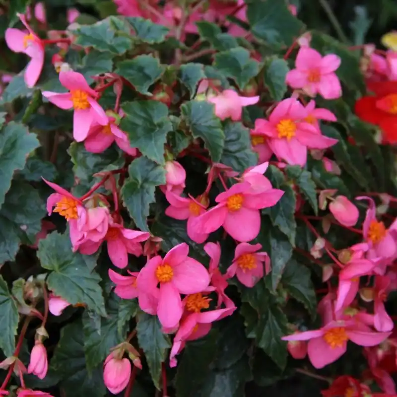 Op = op - Begonia multiflora ‘La Madelon‘