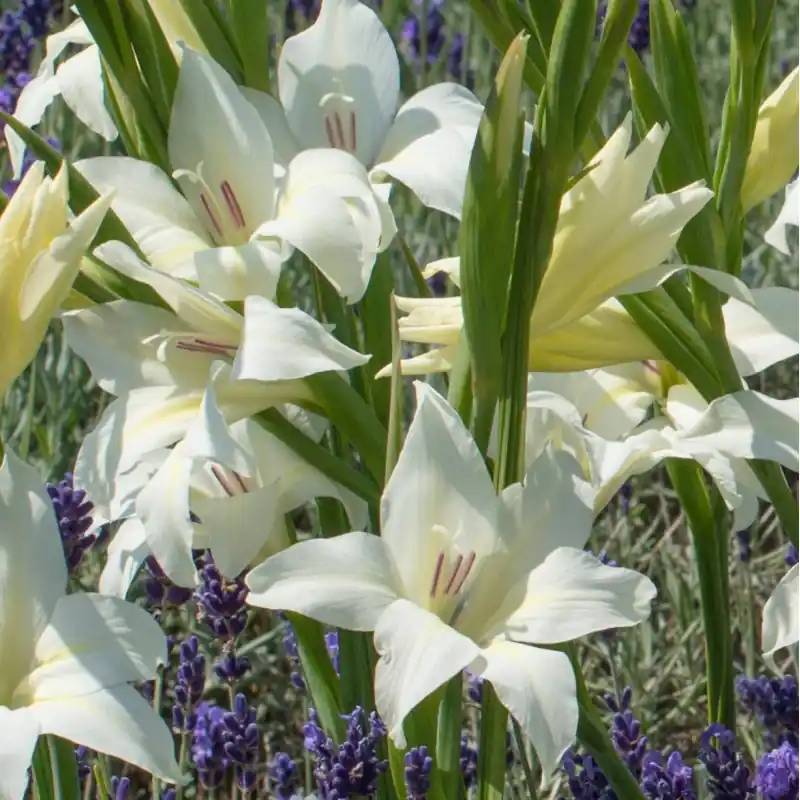 Gladiolus colvillei ‘Albus‘ | Net gelanceerd