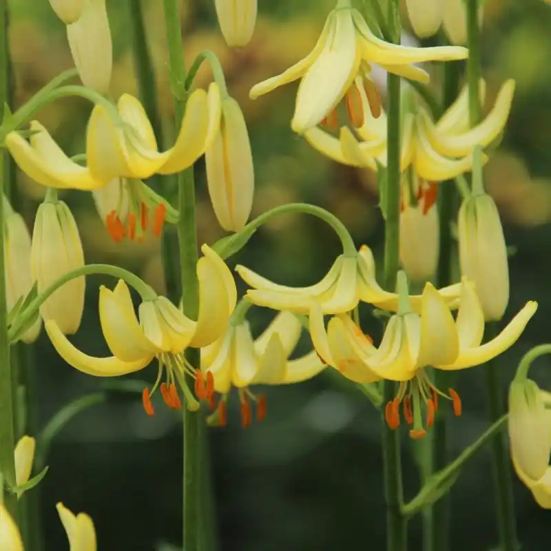 Shop nu - Lilium martagon ‘Golden Morning‘