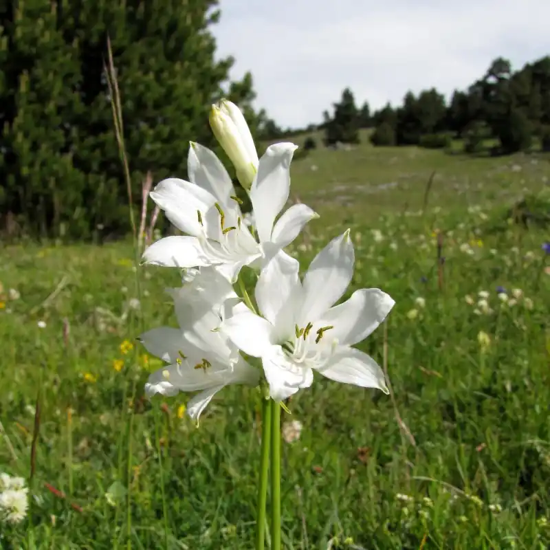 Bestel nu - Paradisia lusitanica
