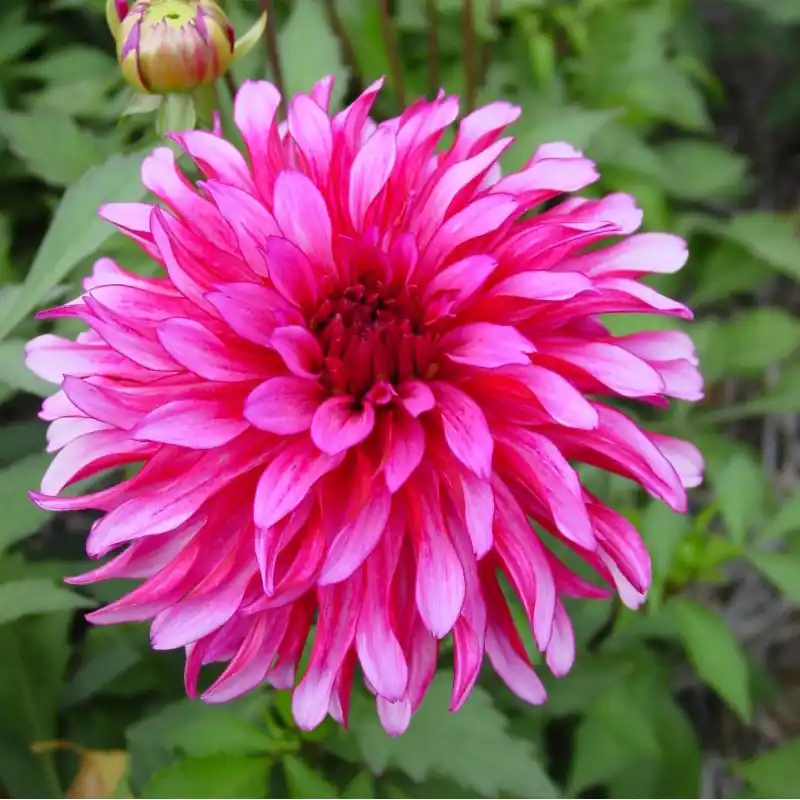 Premium - Dahlia ‘Gallery Art Nouveau‘ ®