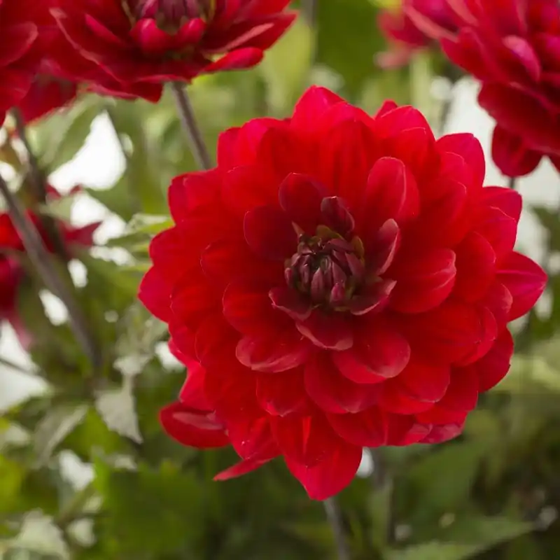 Dahlia ‘Karma Amora‘ ® - Online bestelbaar