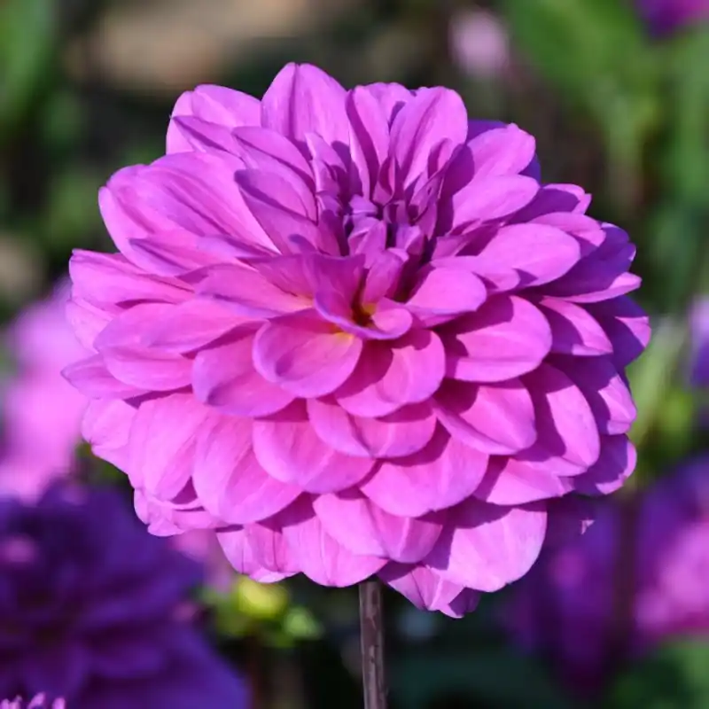 Dahlia ‘Karma Lagoon‘ ® | Nu kopen