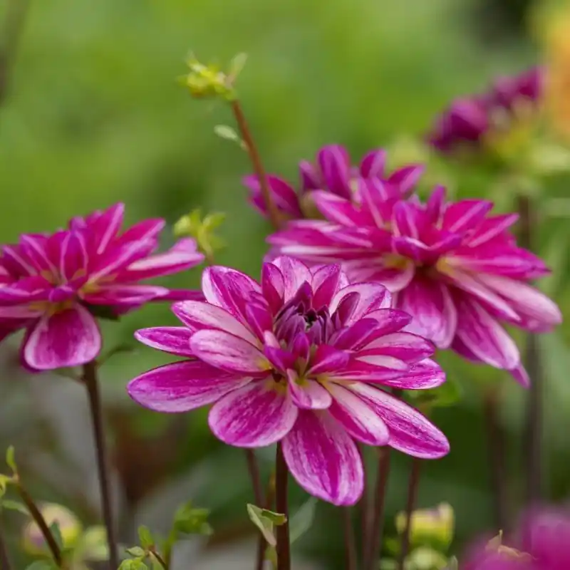 Dahlia ‘Seduction‘ | Fabrieksprijs