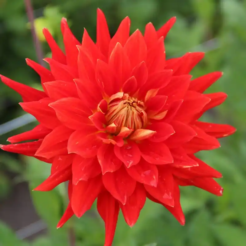 Dahlia ‘Vulcan‘ - Voordeelprijs