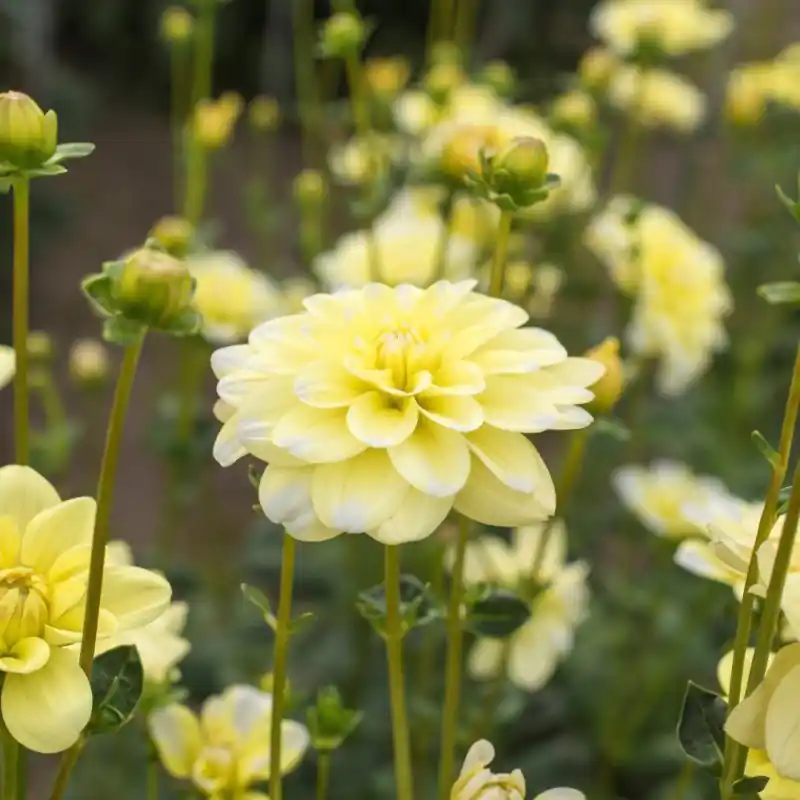 Dahlia ‘Yellow Perception‘ - Nieuw binnen
