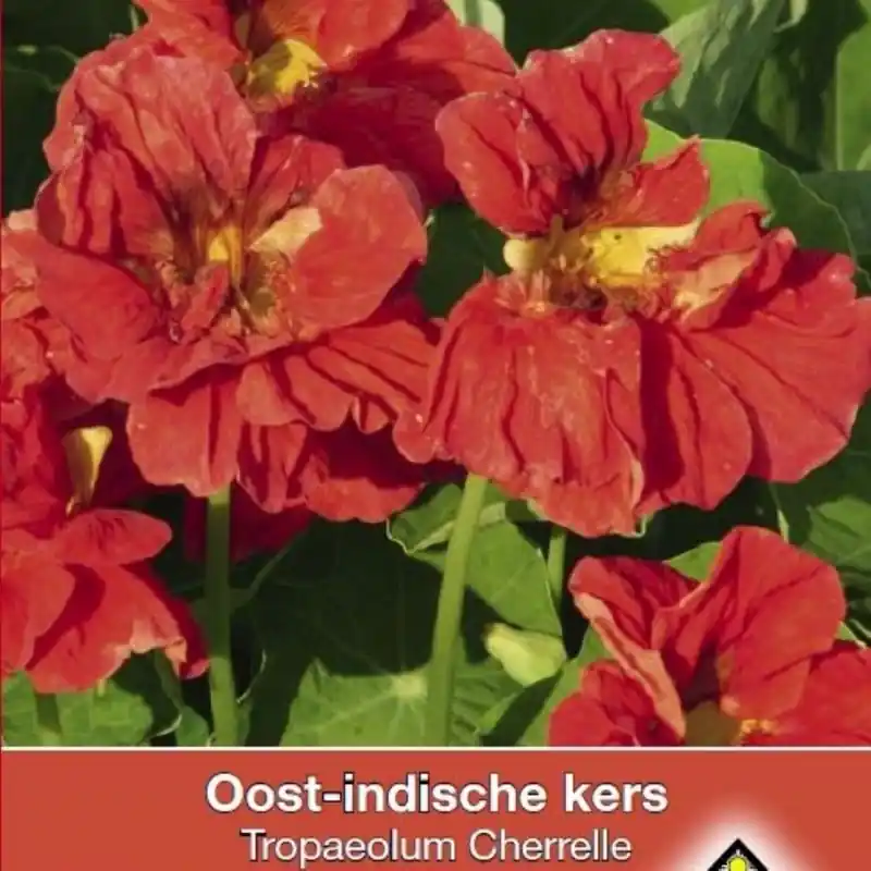 Tropaeolum majus nanum ‘Cherelle‘ -zaden- | Sale