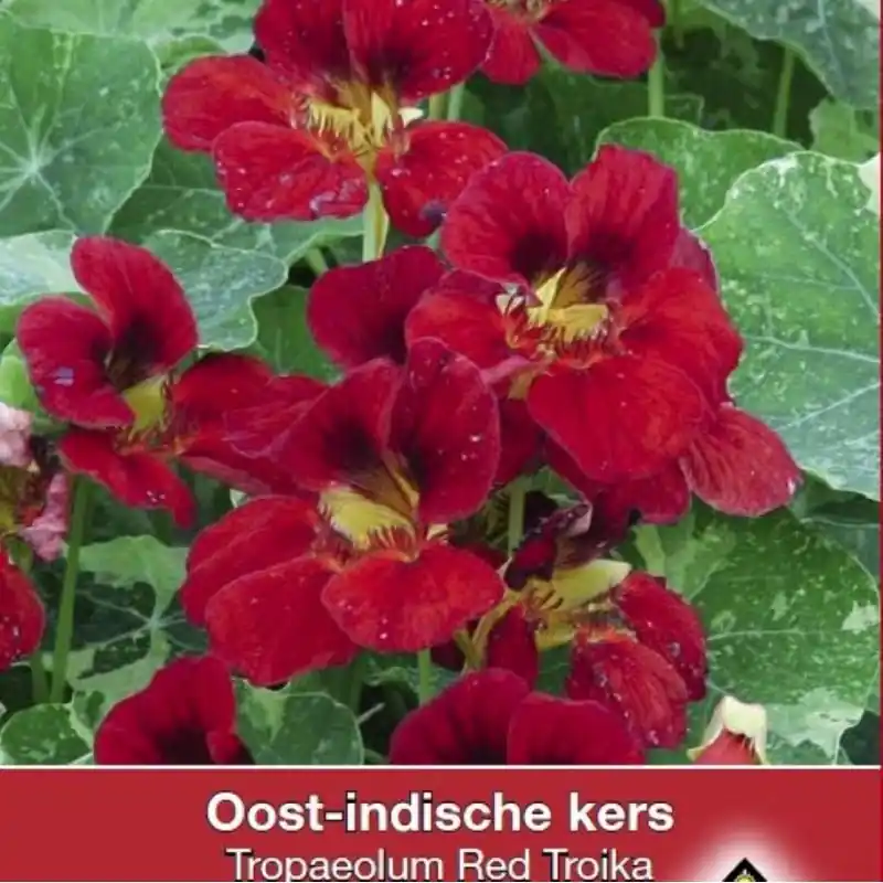 Tropaeolum majus nanum ‘Red Troika‘ -zaden- | Opruiming