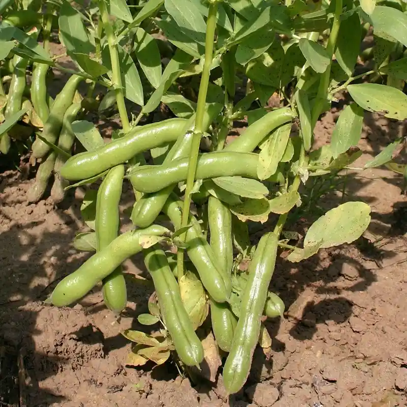 Tuinboon, Vicia faba ‘Ratio‘ -zaden- - Favoriet van klanten