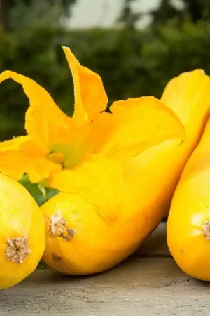 Zojuist toegevoegd - Courgette, Curcubita pepo ‘Ola Gabriella F1‘ -zaden-