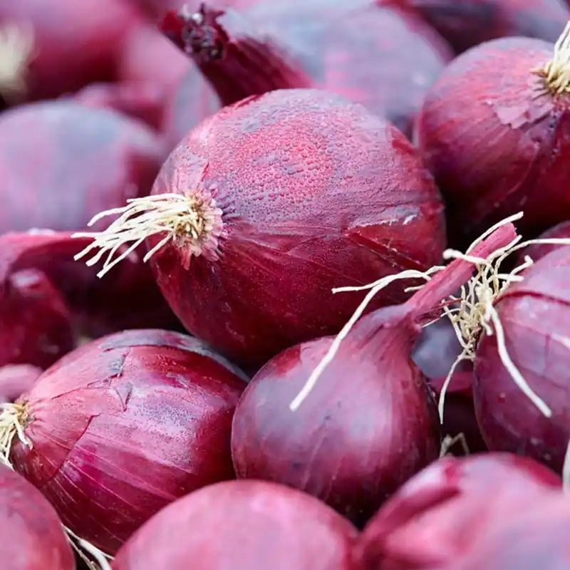 Mis het niet - Ui, Allium cepa ‘Red Baron‘ -zaden-
