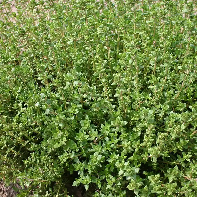 Veilig winkelen - Tijm, Thymus vulgaris ‘Duitse Winter‘ -zaden-