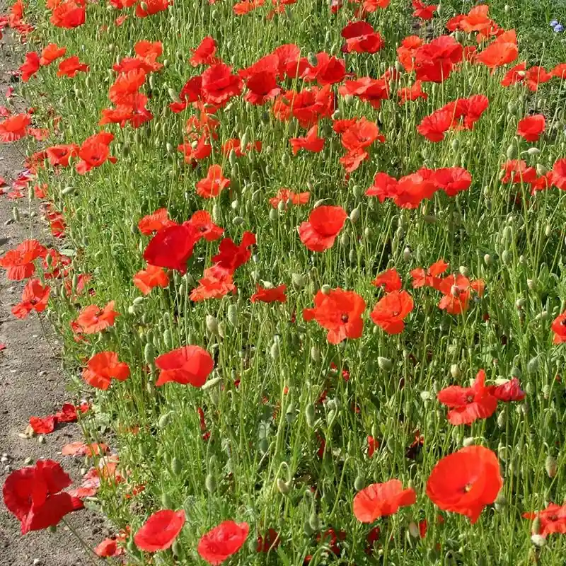 Professionele kwaliteit | Gewone klaproos, Papaver rhoeas -zaden-