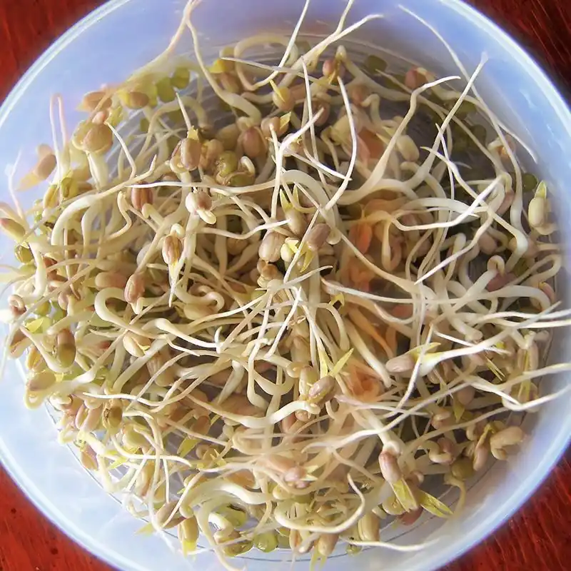 Kiemgroente Taugé, Vigna radiata -zaden- | Koopje