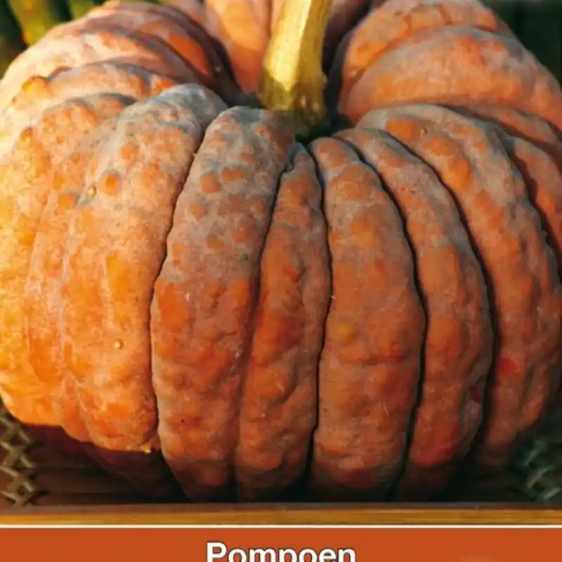 Cucurbita moschata Futtsu Black Early -zaden- | Voordelig
