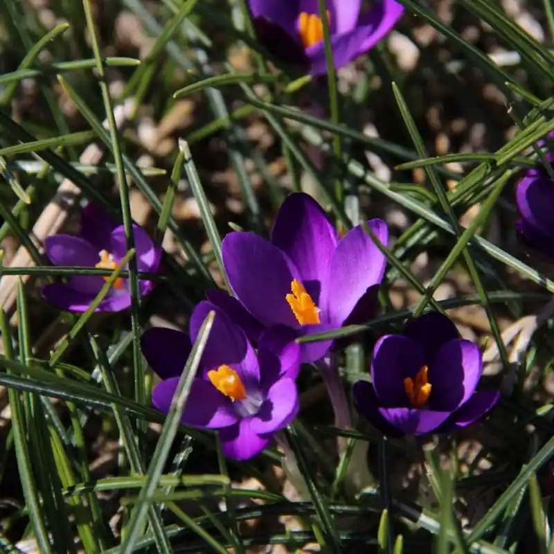 Verlaagde prijs | Crocus minimus ‘Bavella‘
