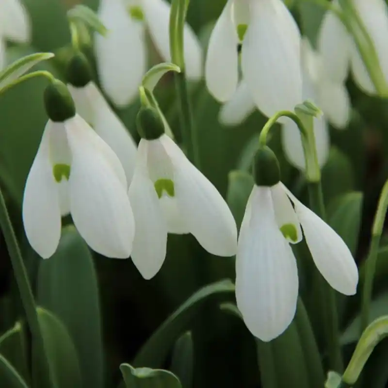 Korting | Galanthus ‘Mount Everest‘