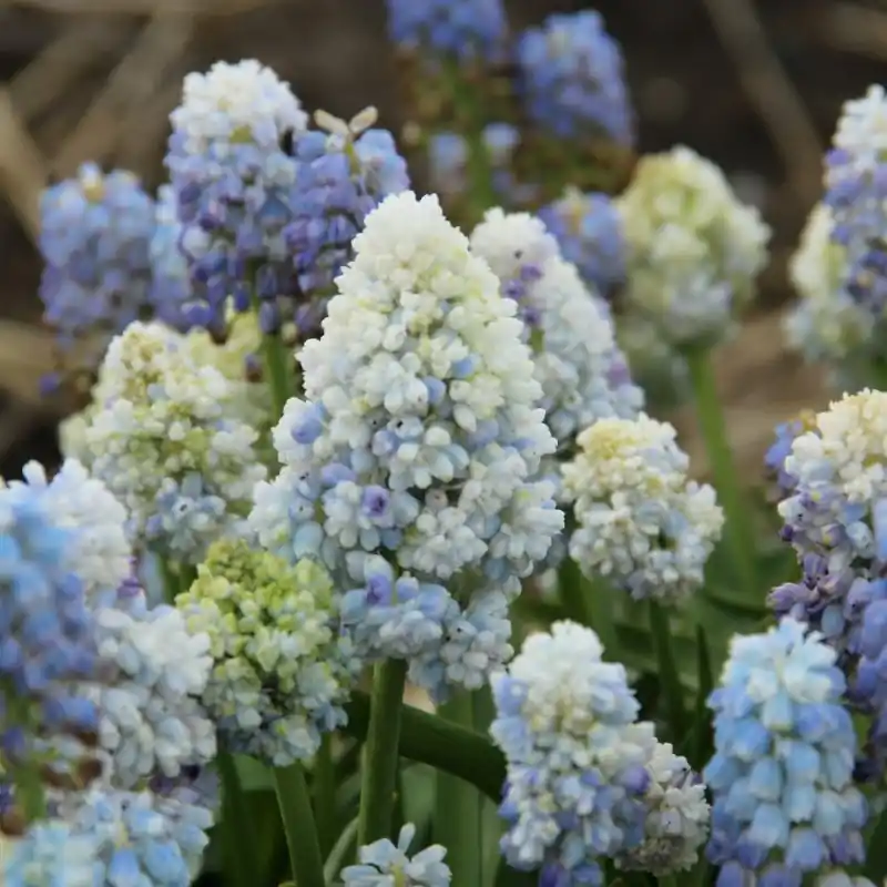 Veilig betalen | Muscari ‘Nature‘s Beauty‘