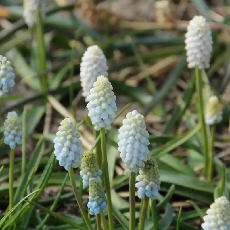 Veel gekozen - Muscari ‘White Pearl‘
