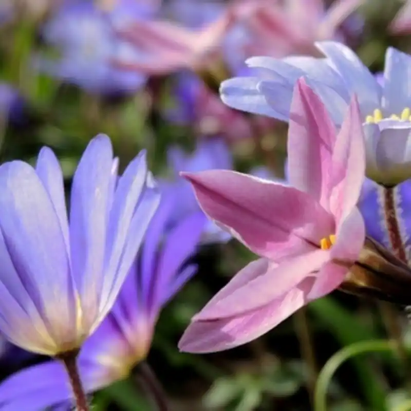 Deal | Beauty from Nature -pakket-