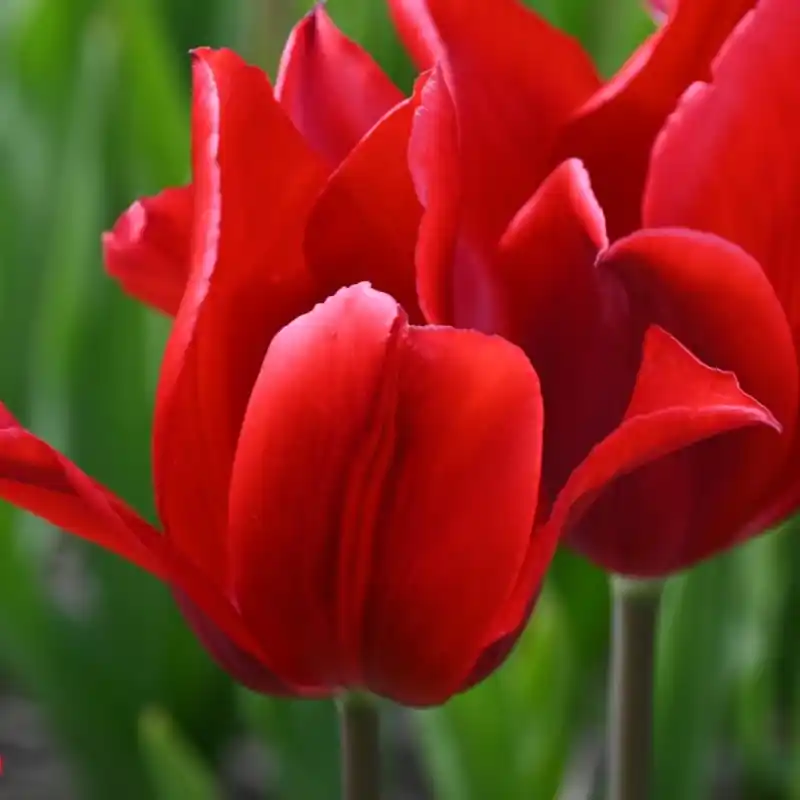 Profiteer nu - Tulipa ‘Pieter de Leur‘