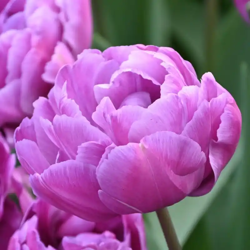 Prijsverlaging | Tulipa ‘Blue Diamond‘