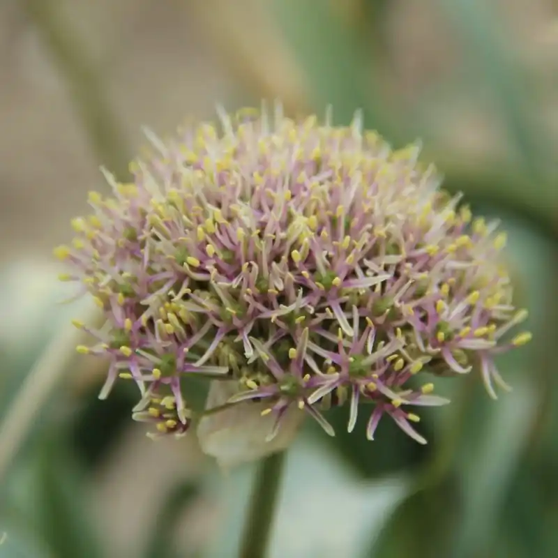 Allium shelkovnikovii | Goed beoordeeld