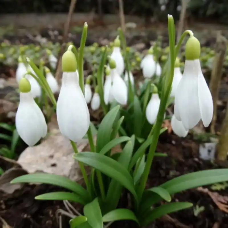 Galanthus lagodechianus - Veilige betaling