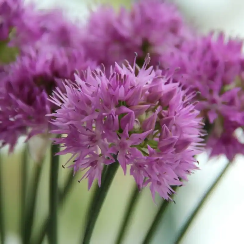 Tijdelijke actie - Allium carolinianum ‘Rosy Dream‘