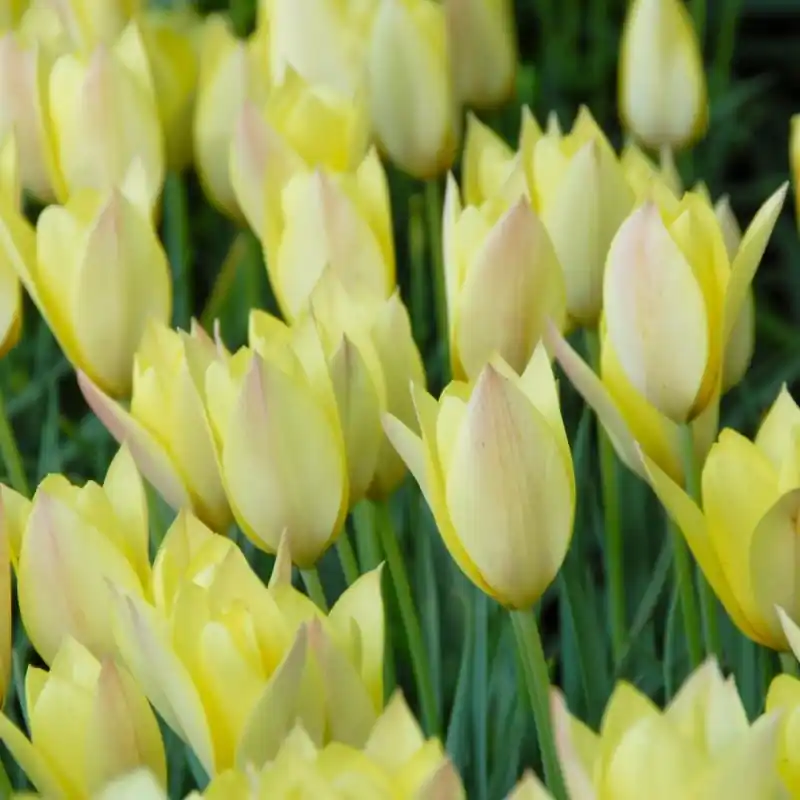 Tulipa ‘Honky Tonk‘ | Veel gevraagd
