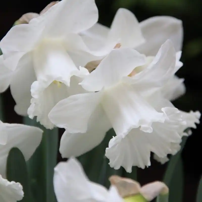 Bestseller - Narcissus ‘Queen Juliana‘