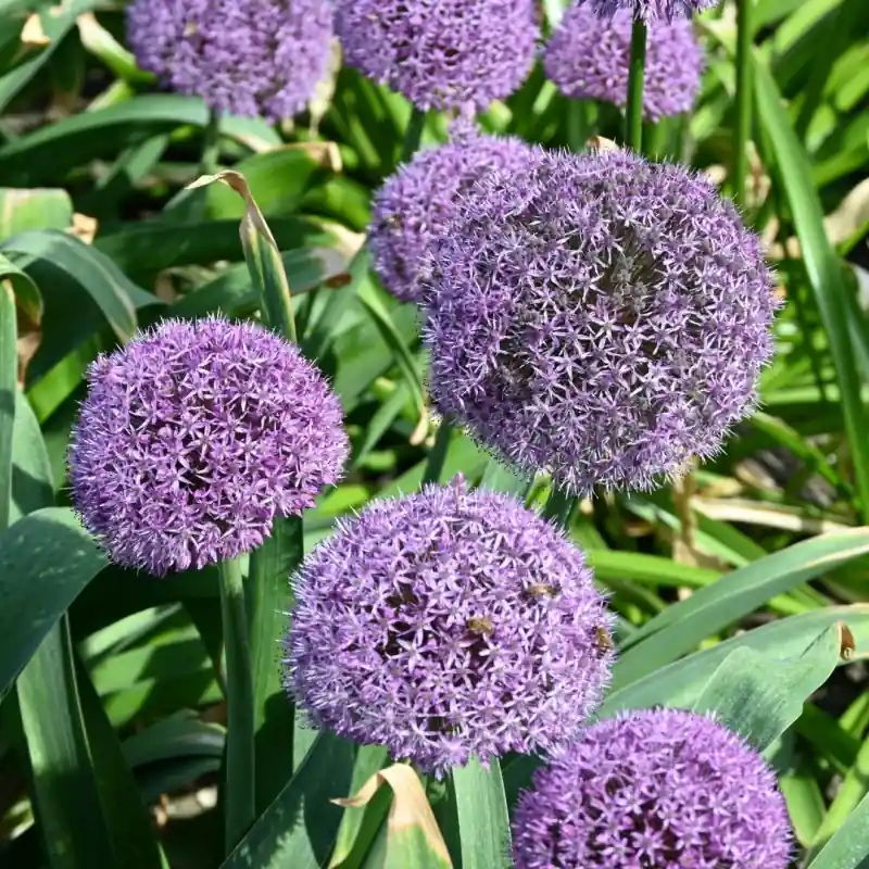 Allium ‘Party Balloons‘ - Direct bestellen