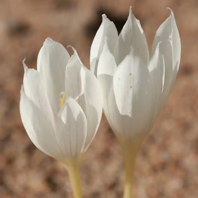 Klaar voor verzending | Crocus vallicola