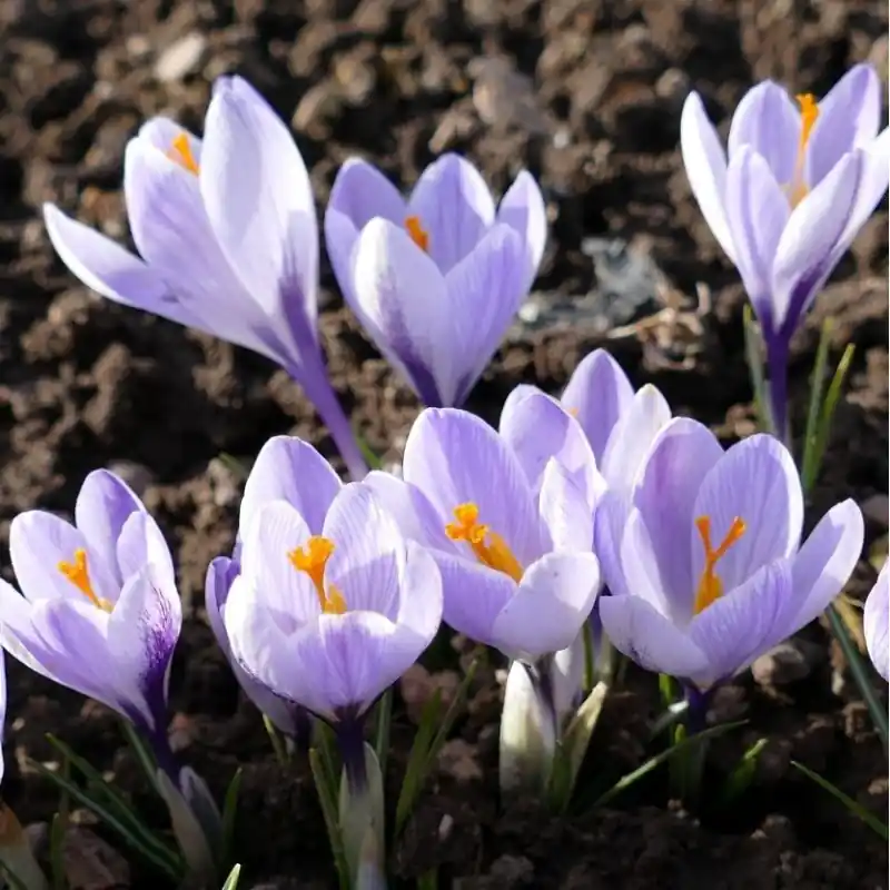 Crocus neglectus | Topproduct